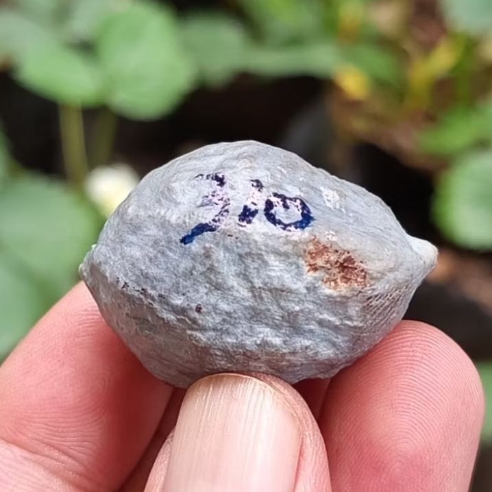 Muncang adu jayanti pait jr kode 310.