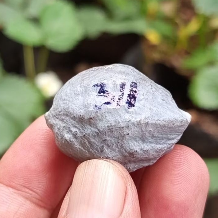 Muncang adu jayanti pait jr kode 311.