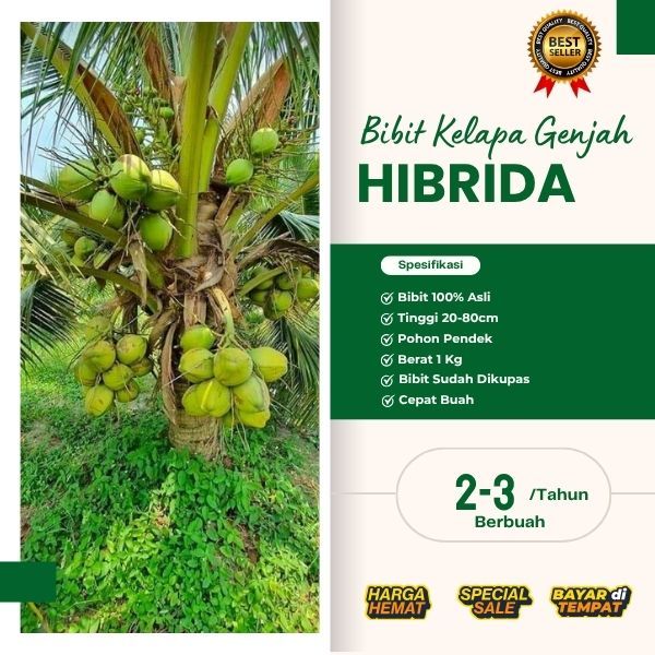 AIR NIRANYA BANYAK  Bibit Kelapa Hibrida Asli, Bibit Kelapa Hibrida Aceh, Bibit Kelapa Hibrida