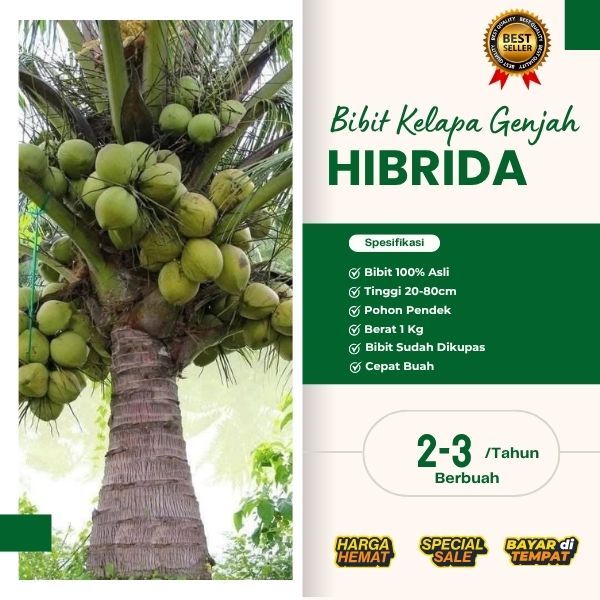 TERPERCAYA  Bibit Kelapa Hibrida F1, Bibit Kelapa Hibrida Genjah, Bibit Kelapa Hibrida Hijau