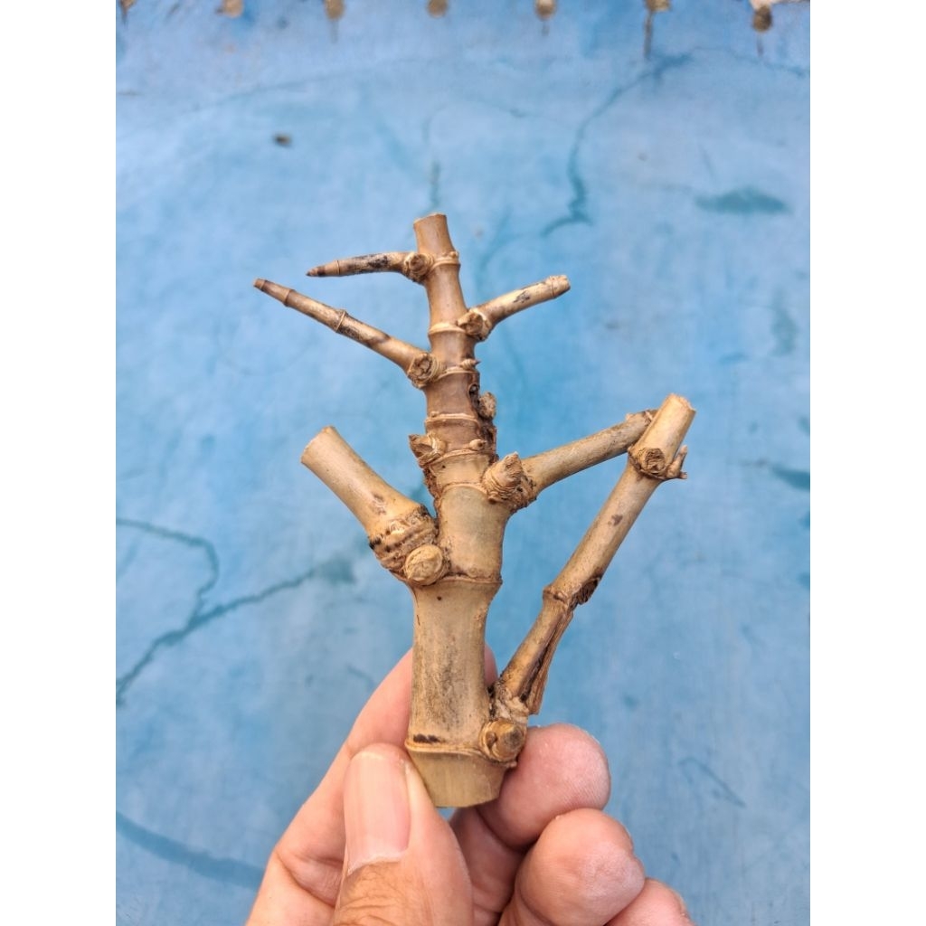 BAMBU UNIK COMBONG RUAS PENDEK (12 CM) ORI
