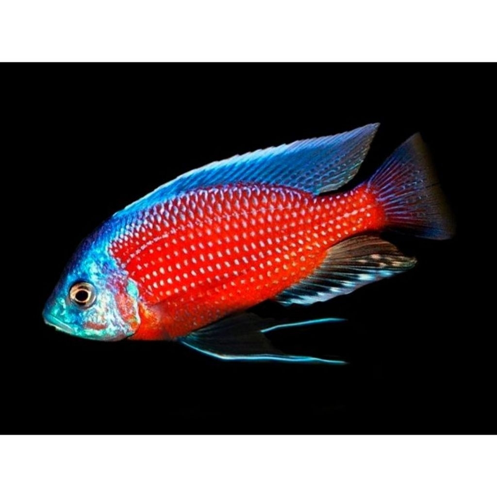RED KADANGO CICHLID | RED KADANGO PURE | Copadichromis borleyi| CICHLID AFRIKA | CICHLID