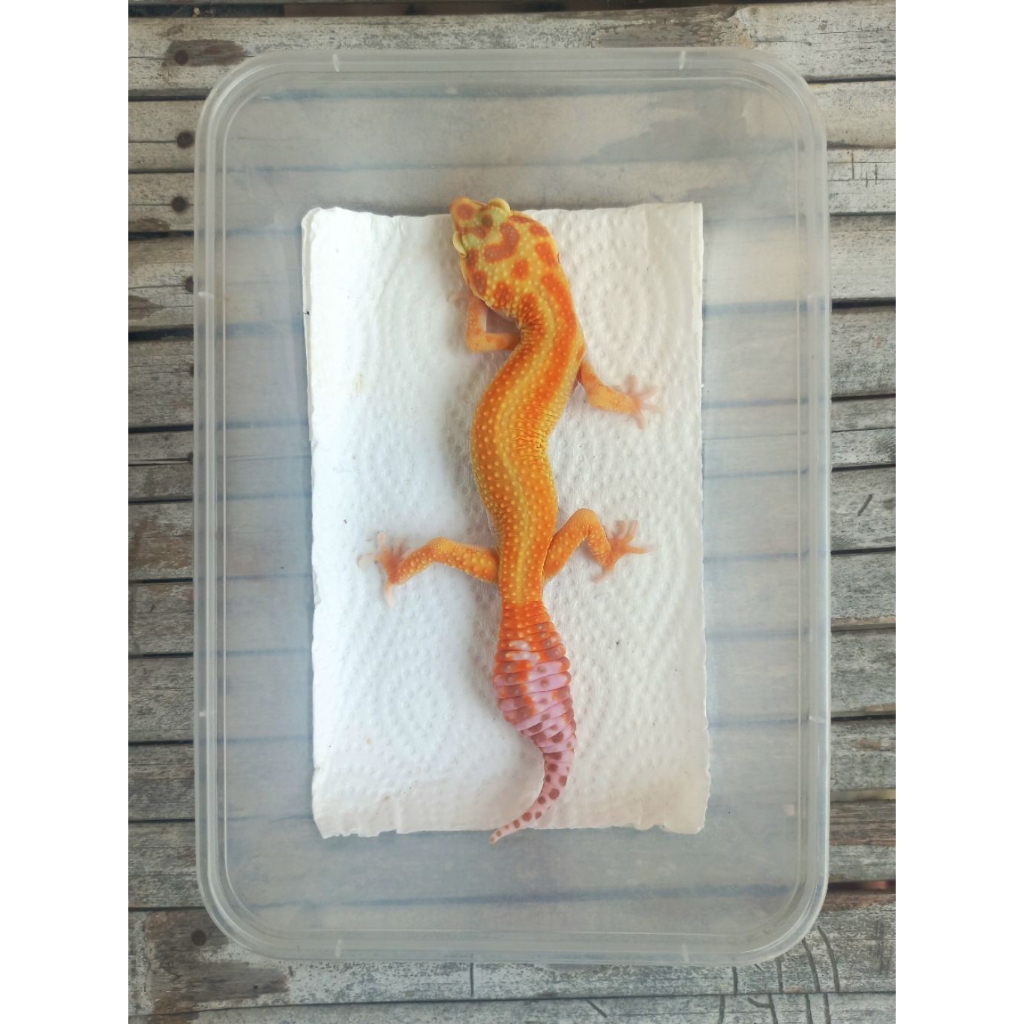 MAINAN GECKO 4PT0R RS MINUS ADULT SESUAI FOTO