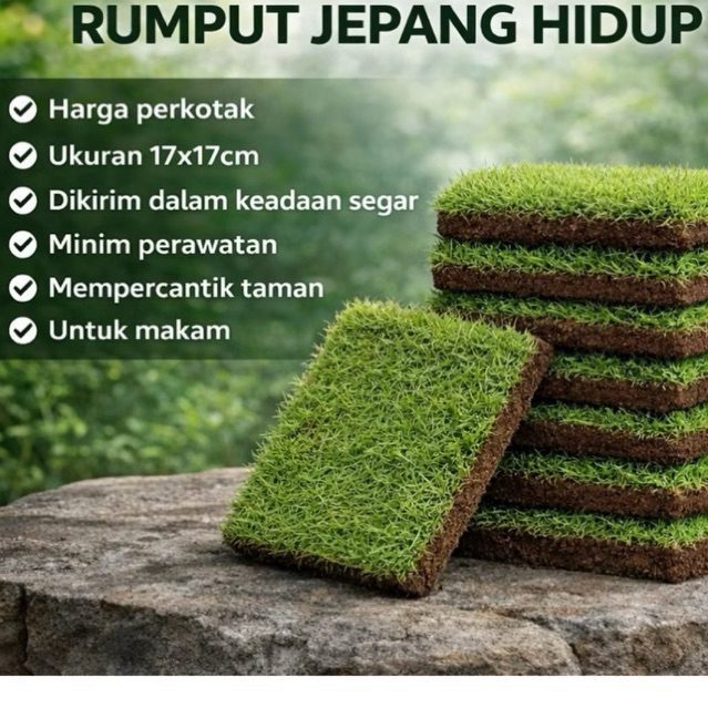 TANI MAYUR - RUMPUT JEPANG HIDUP |PERKOTAK|RUMPUT KUBURAN