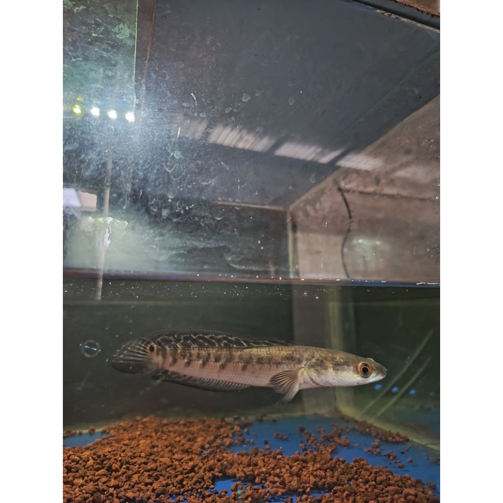 ikan chana Maru Ys sudah cabung