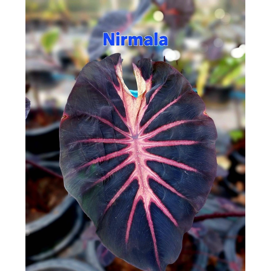 Tanaman Colocasia Nirmala