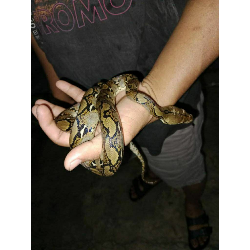Anak/baby retic normalan Riau