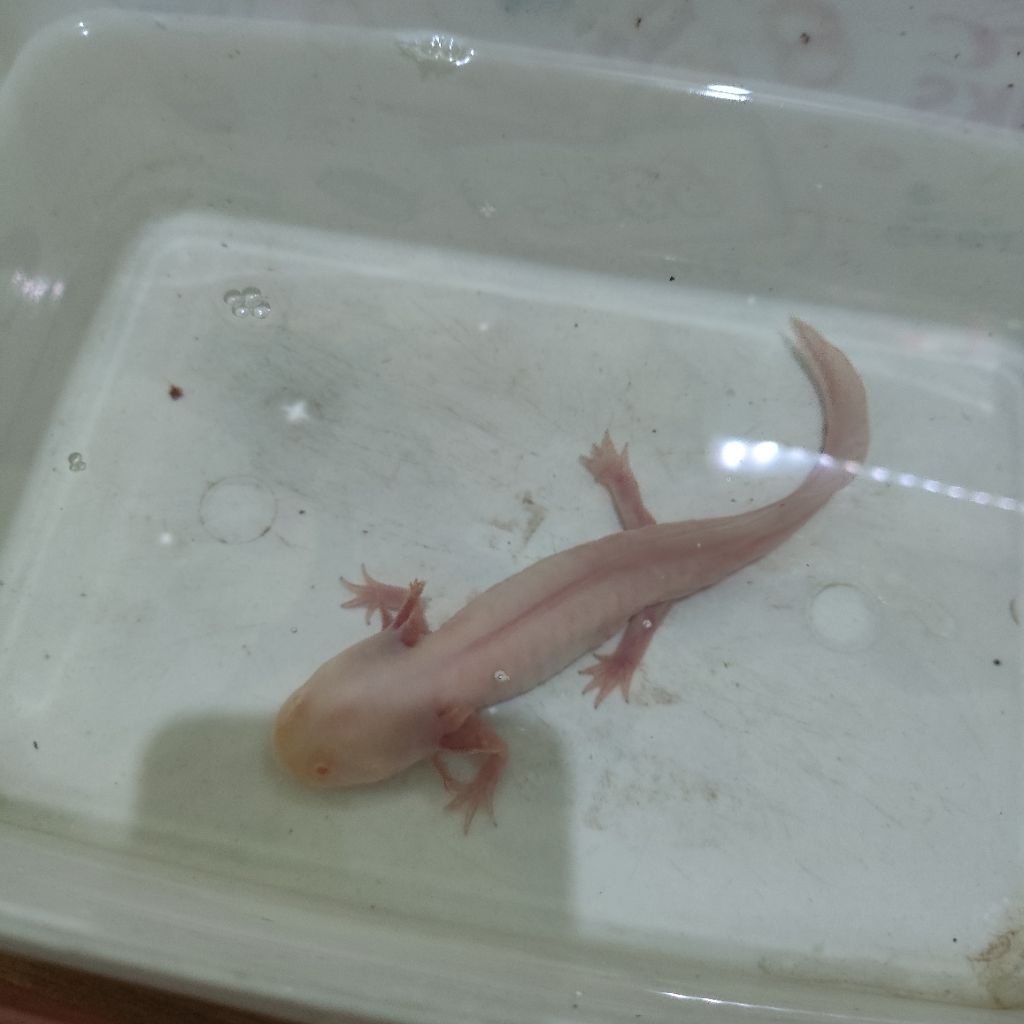 Axolotl Albino 17cm (Size Besar) - Pengiriman Instan Only