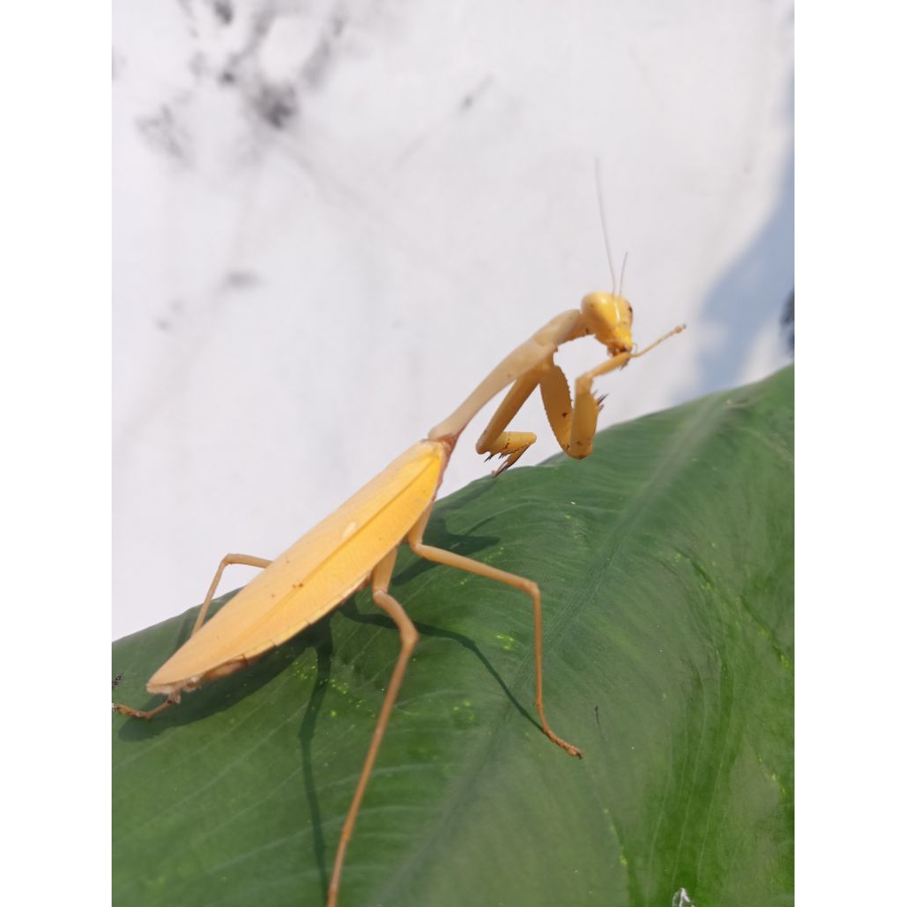 belalang sembah kuning/golden mantis