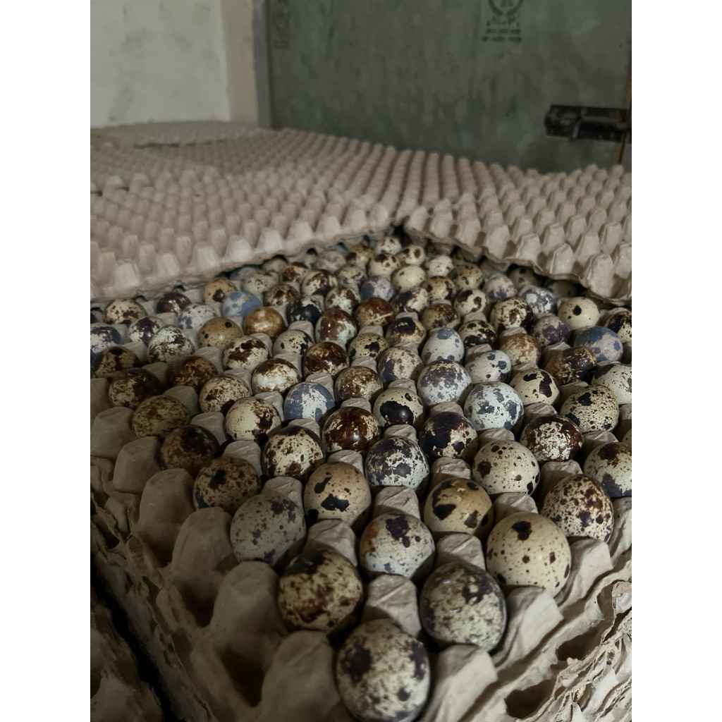 Telur Puyuh 1kg