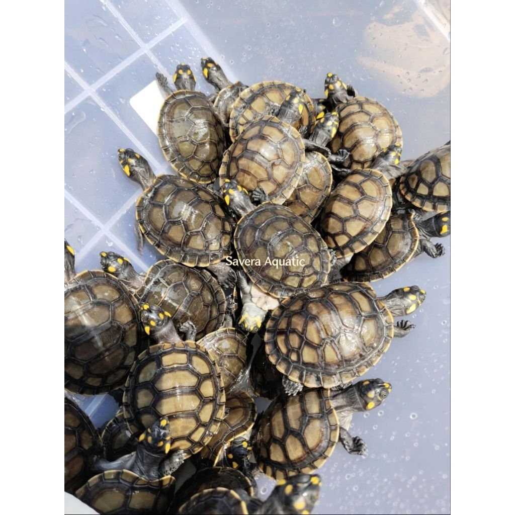 (KHUSUS GOJEK) KURA KURA BADUT PODOCNEMIS UNIFILIS