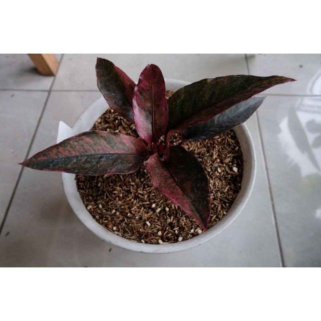 tanaman hias hookeri var. pink