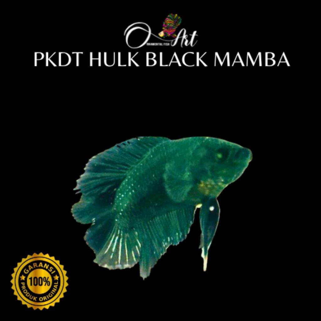PKDT HULK BLACK MAMBA Jantan Hiasan Aquarium
