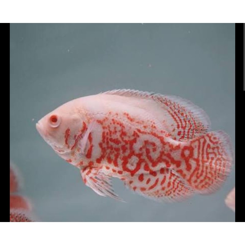 Aneka ikan hias oscar nemo/redchili/redcopper/lemon