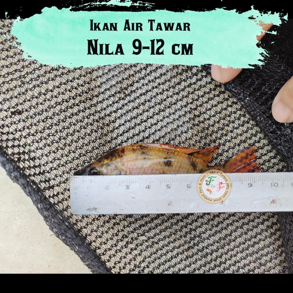 Bibit Ikan NILA HITAM HIDUP, SEHAT, AKTIF | Ukuran 9-12 cm