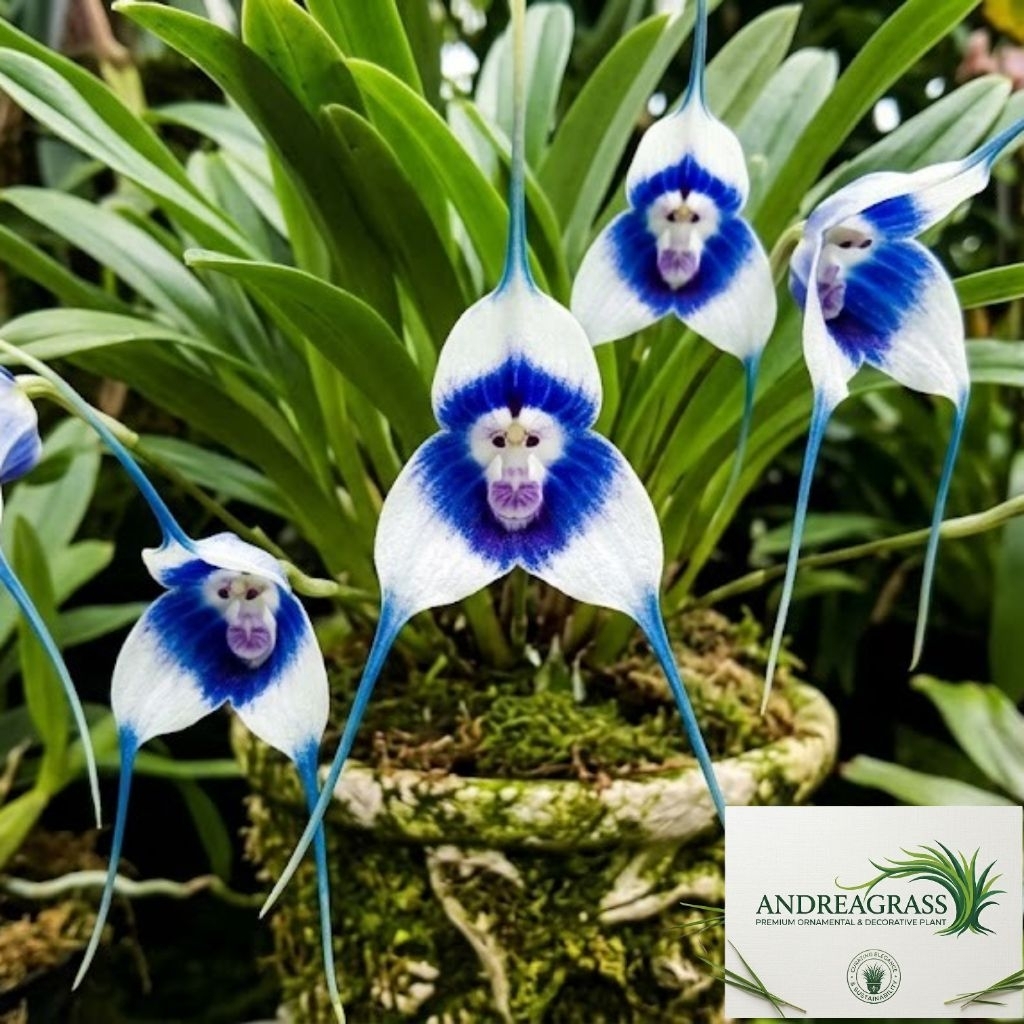 Tanaman hias anggrek import/anggrek monyet bunga blue ice - tanaman hias bunga hidup