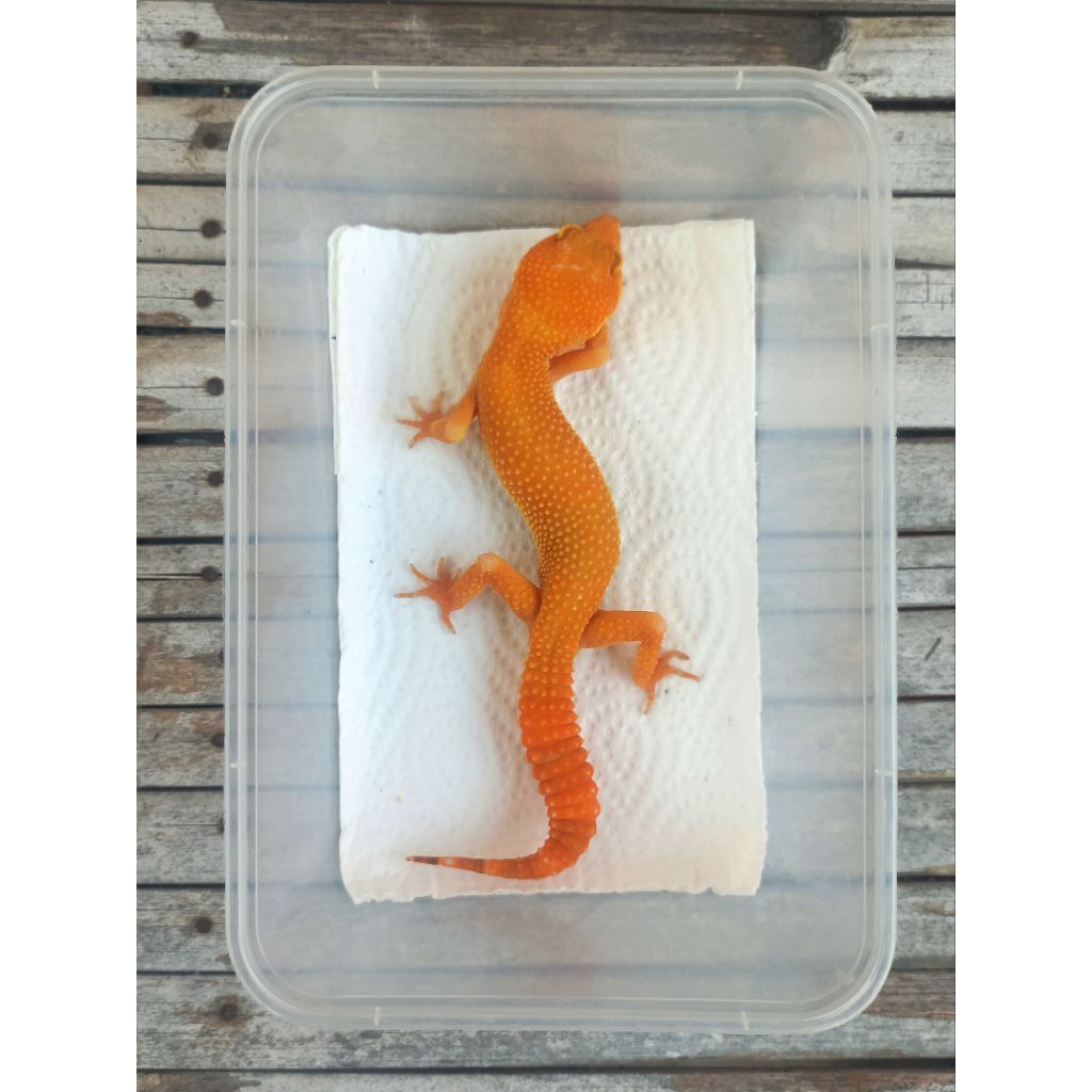 MAINAN GECKO SUNGLOW TOMATO FULL CT ADULT SESUAI FOTO