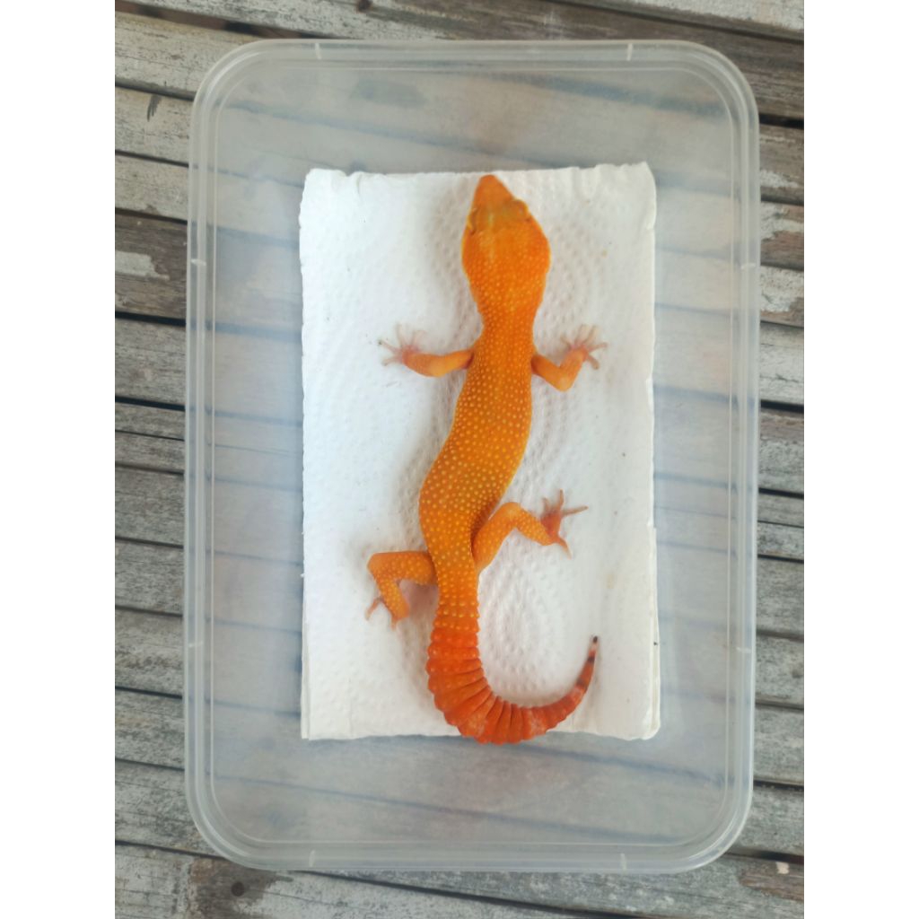 MAINAN GECKO SUNGLOW TOMATO ADULT SESUAI FOTO