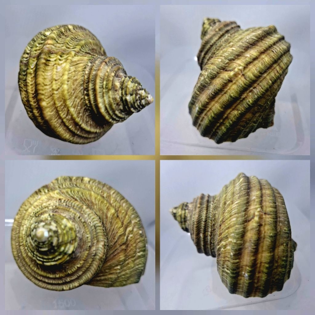 GUNDUL - Cangkang Rumah Kelomang Sazae / Cornutus GUNDUL