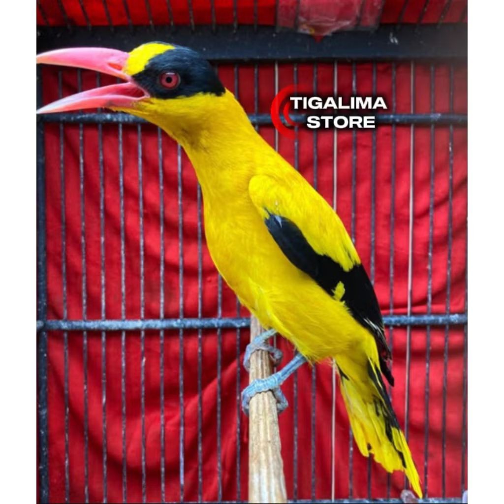 BURUNG KEPODANG EMAS BALI GACOR RAWATAN