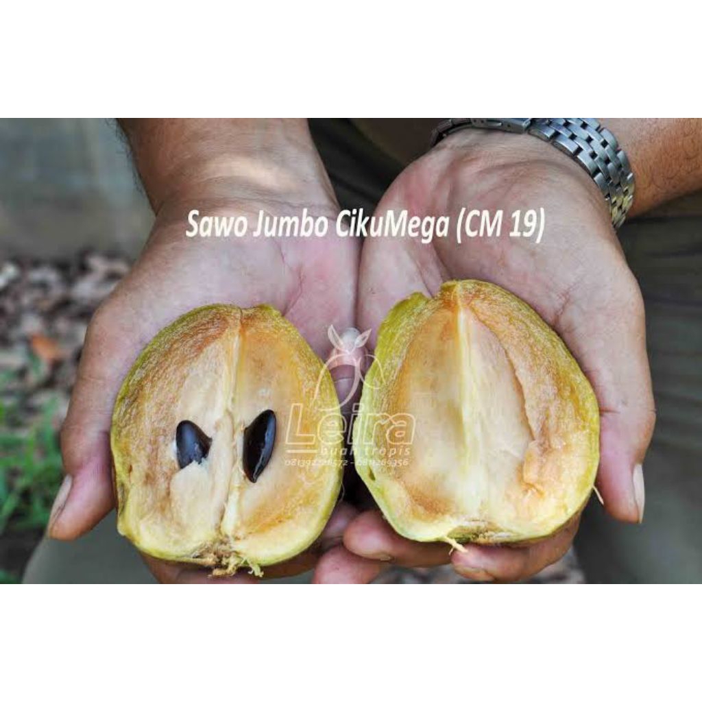 bibit sawo jumbo cikumega | sawo CM19 | bibit sawo jumbo okulasi