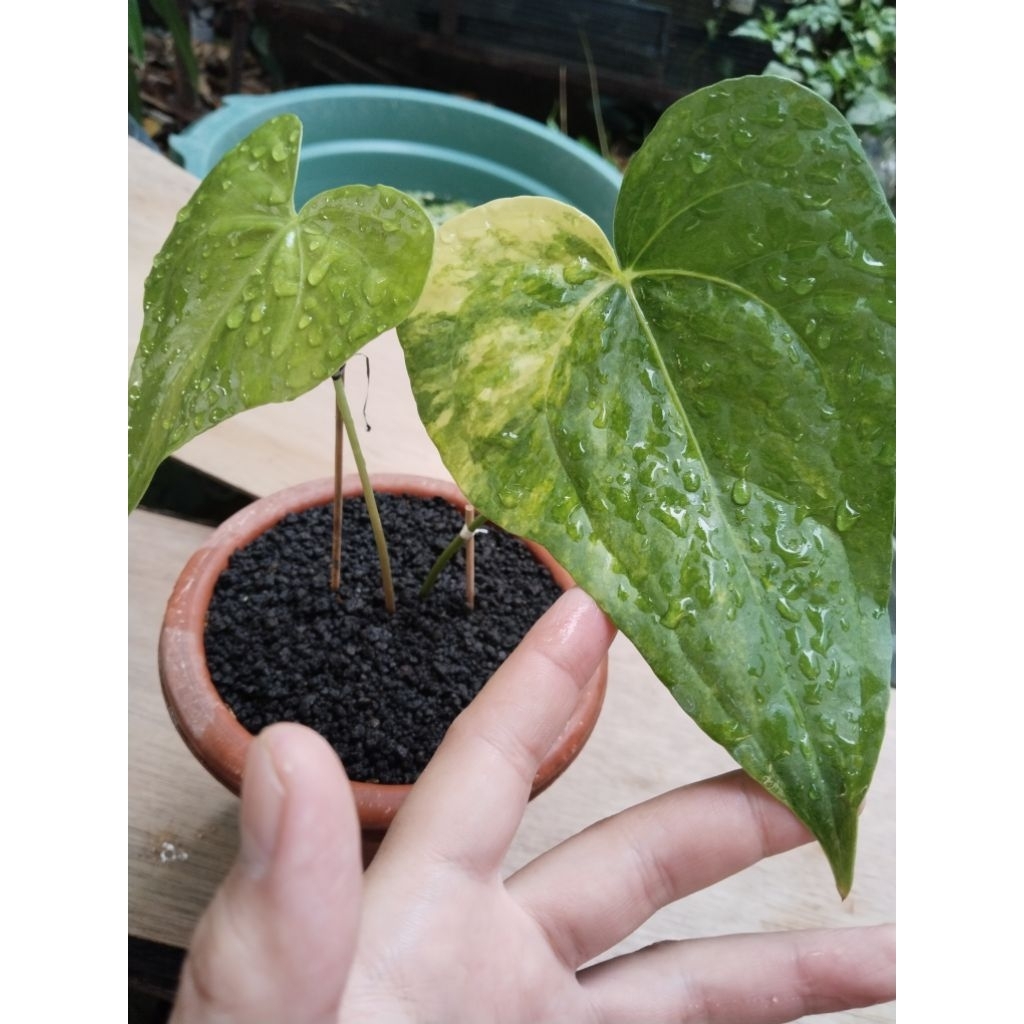 anthurium jari varigata mewah