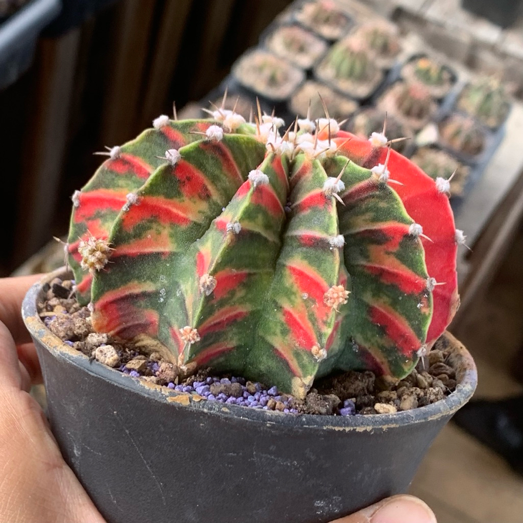 bz9 Gymnocalycium Hybrid miha lb Varigata kaktus gymno var pink orange miha 2178 ribs lb2178 tanaman
