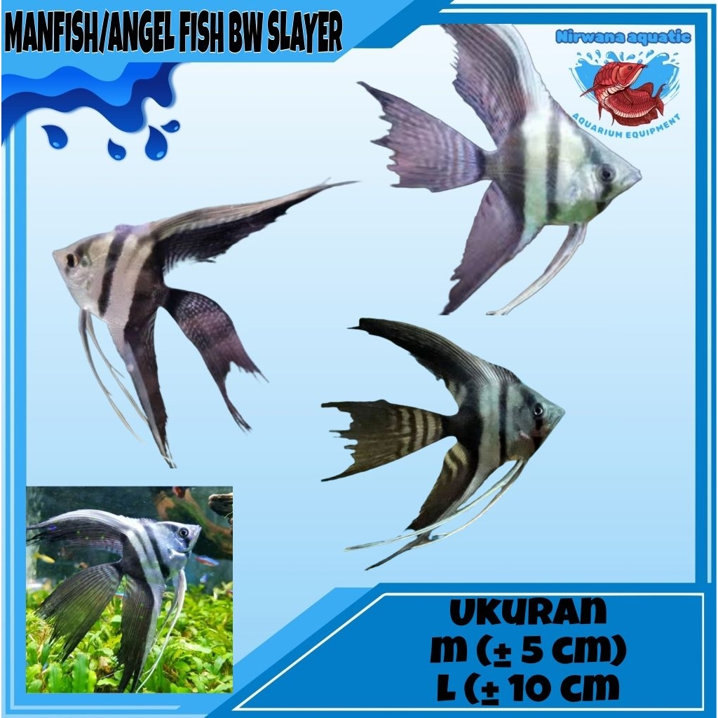 (INSTAN) IKAN MANFISH / ANGEL FISH - BW (BLACK AND WHITE) - UKURAN 6-8 CM
