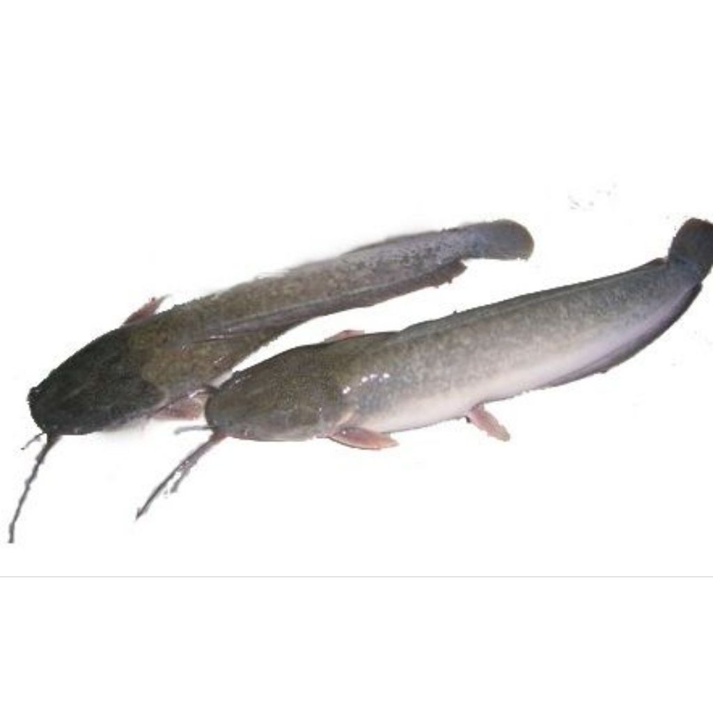 IKAN LELE SEGAR FRESH SURABAYA