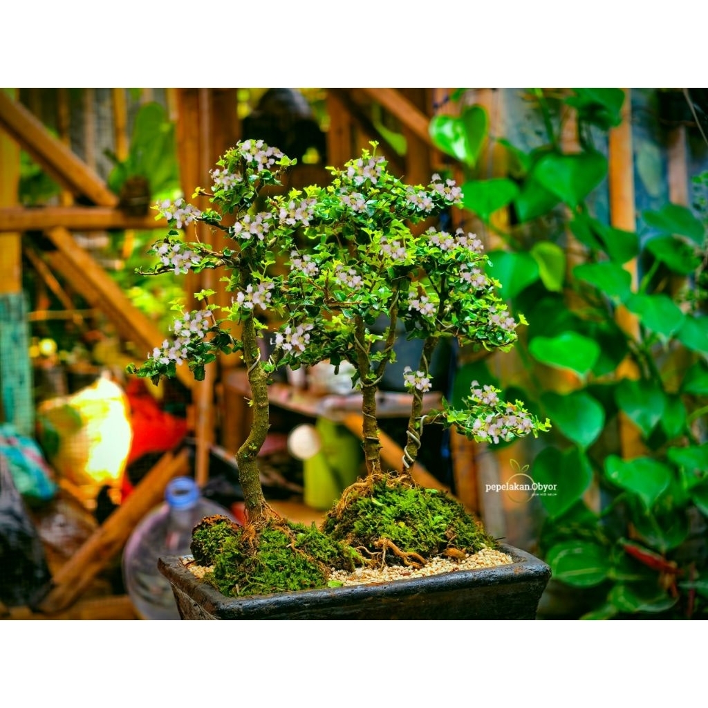 Bonsai Koleksi Bonsai Penjing Mirten Duri ORIGINAL MALPHIGIA COCIGINERA BONSAI PANORAMA REALPICT