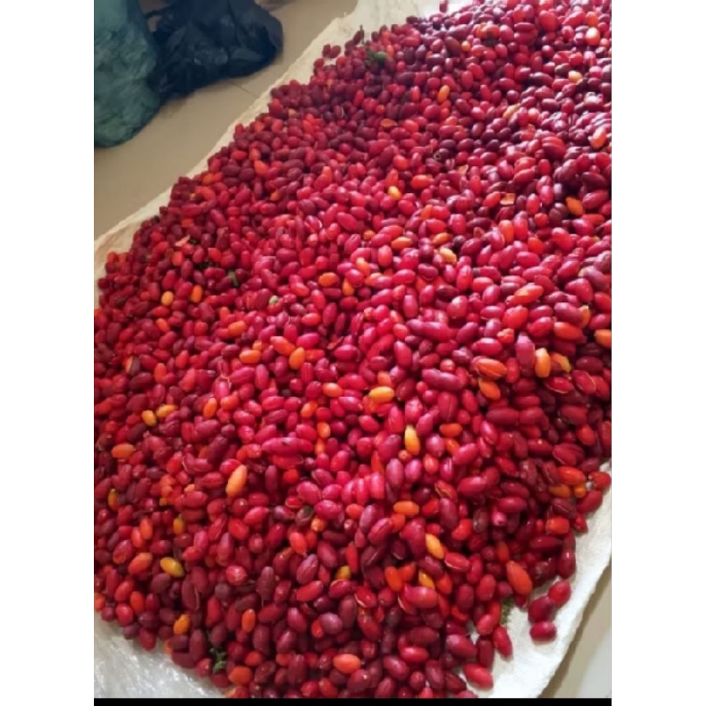 (promo) kulit melinjo baru kupas