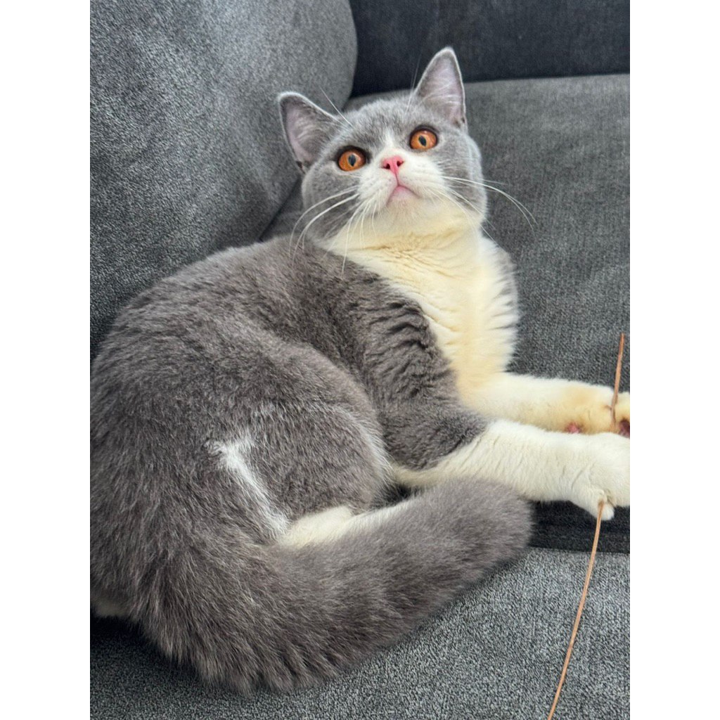 KUCING KITTEN BRITISH SHORTHAIR || KITTEN BSH Bicolor