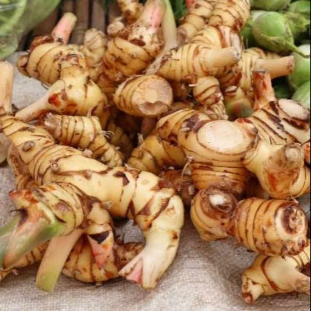 lengkuas putih/laja 1kg segar fresh