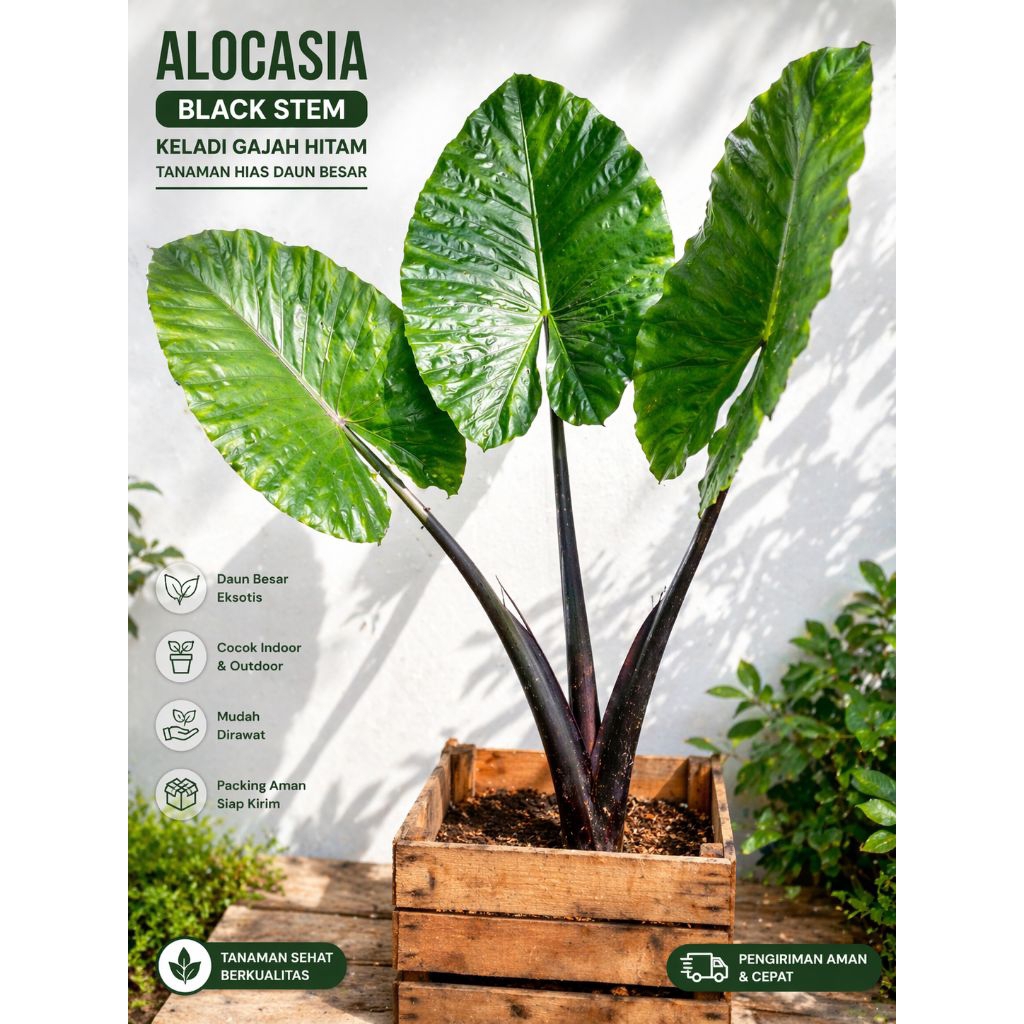 BONGGOL SENTE HITAM PREMIUM - ALOCASIA BLACK STEM || UMBI BESAR BERKUALITAS || JENIS LANGKA EKSLUSIF