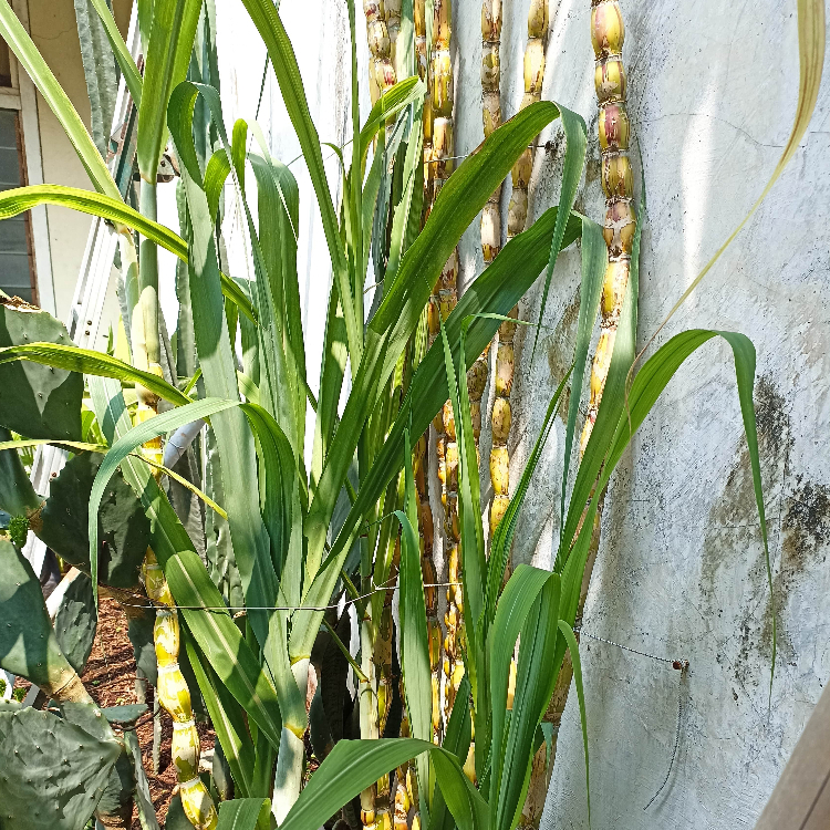 Tebu Pelangi (Hilo Buddha Sugarcane) / Cutting / Stek (Tebu Exotis)