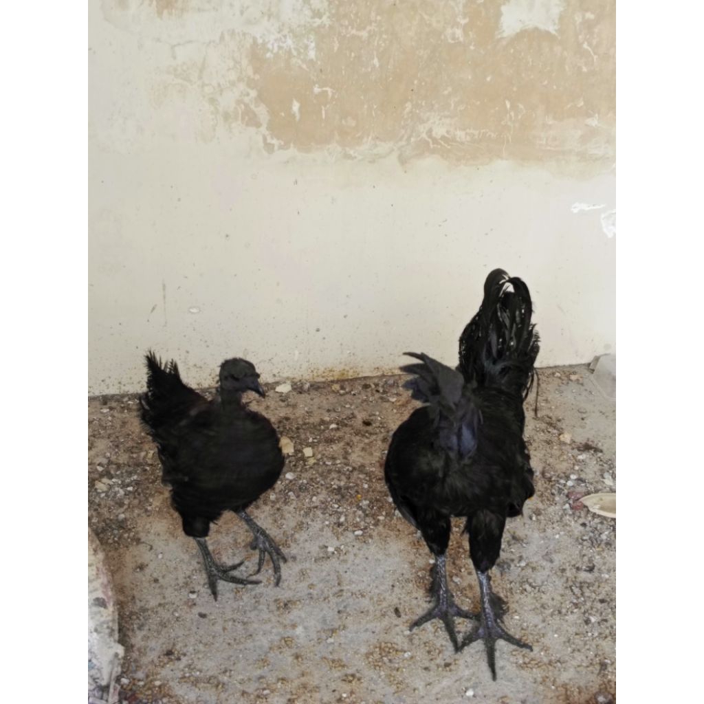 Ayam Cemani sepasang lidah hitam super