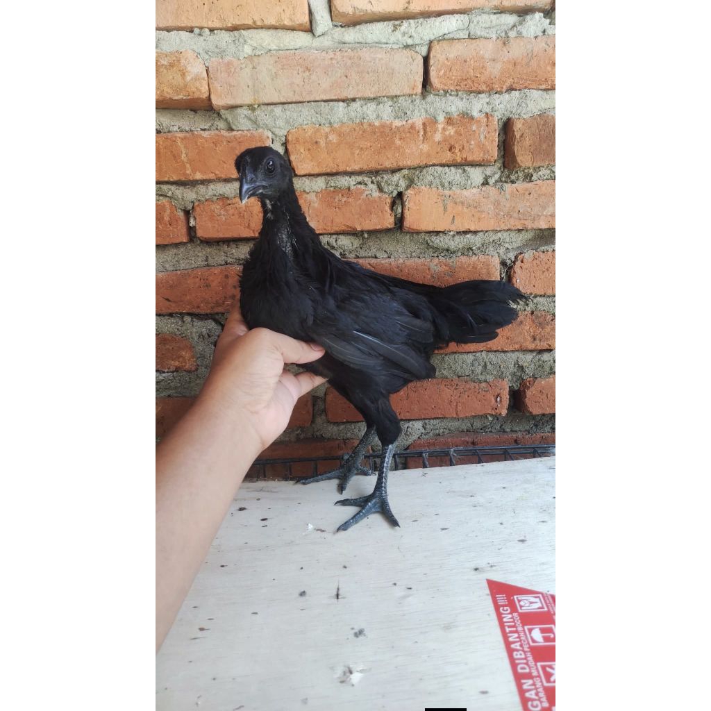 Telur Ayam Cemani Lidah Hitam Berkualitas Tinggi