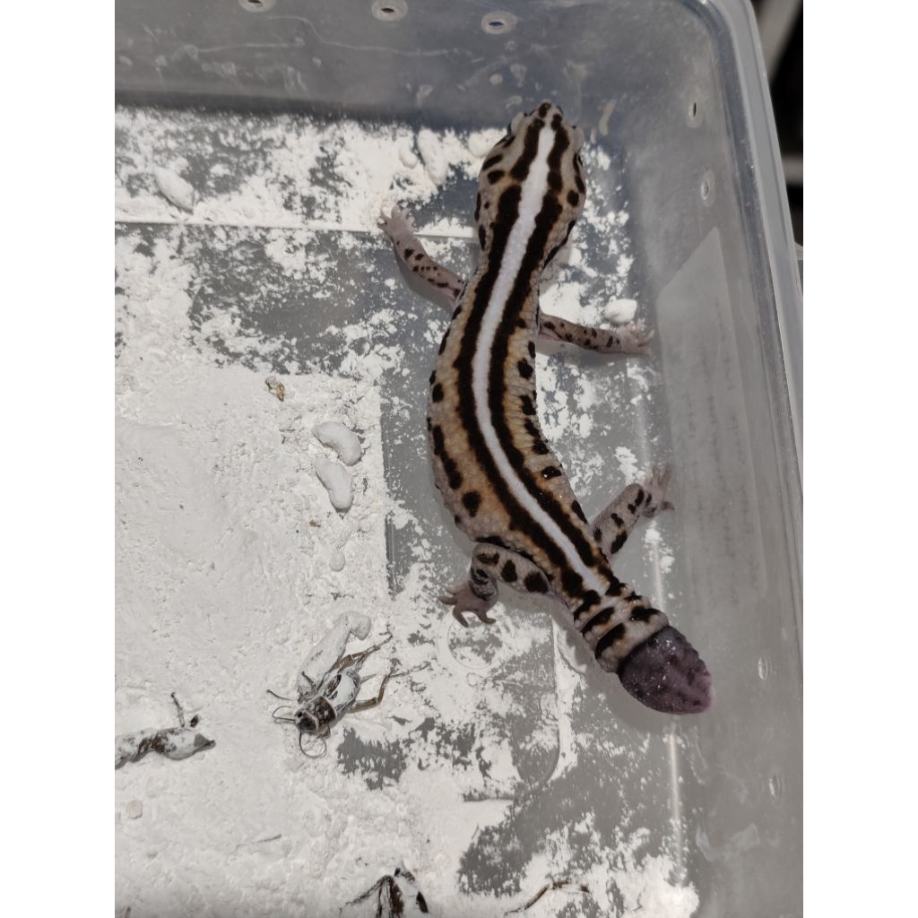 mainan aft african fat tailed gecko whiteout wo patty patternless stripe het oreo female proven