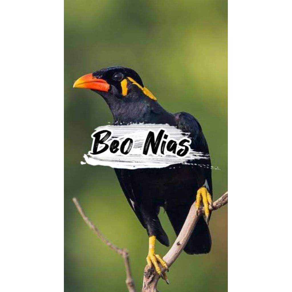 Telur Fertil BeoNias Indonesian Breeder 100% FERTIL MENETAS