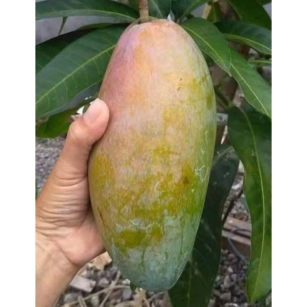 Bibit Mangga Kiojay  1 meter up