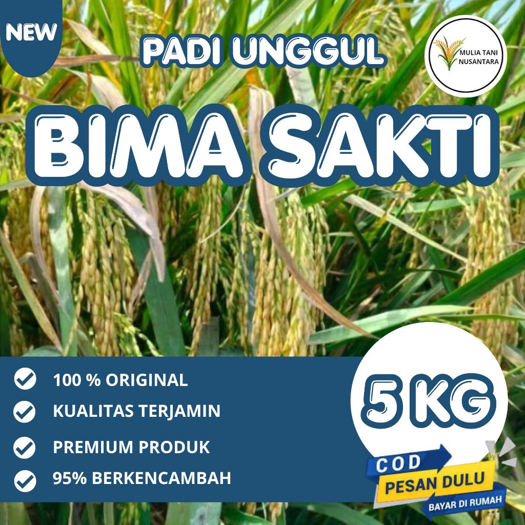 PADI BIMA SAKTI ORIGINAL (CIHERANG MALAI PANJANG) 5 KG