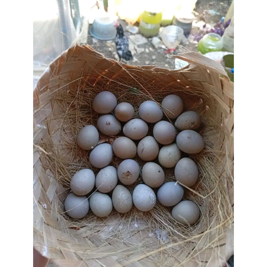 TELUR PUYUH BATU FERTIL PUYUH HIAS UNTUK DITETASKAN