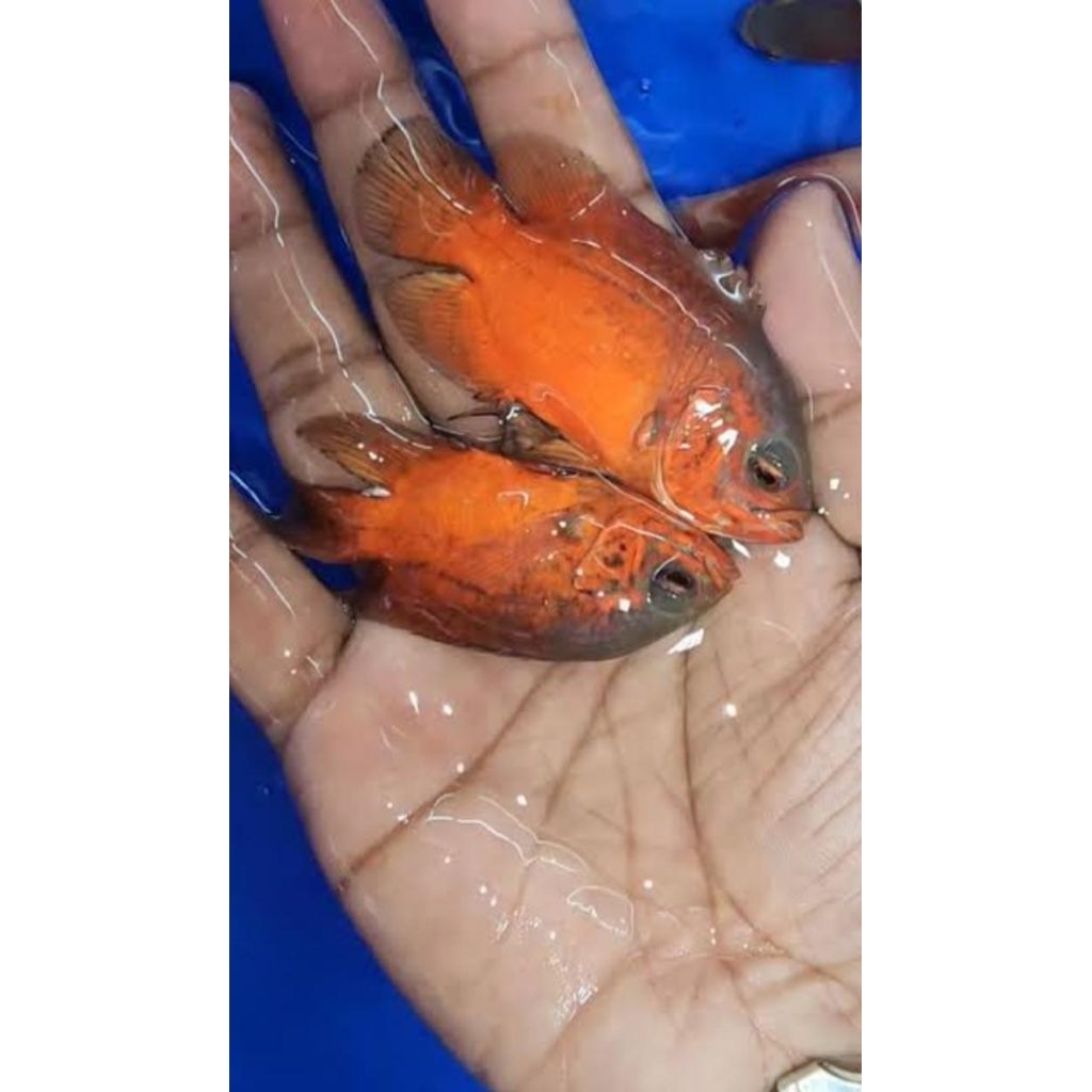 Ikan Oscar Tiger Batik 7-8 cm - Tampilan Unik, Sehat, Cepat Besar