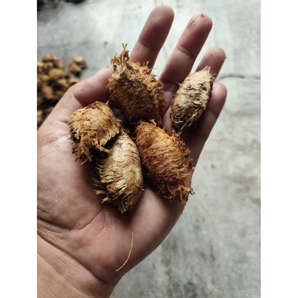 biji ketepeng biji ketapang laut 1 biji