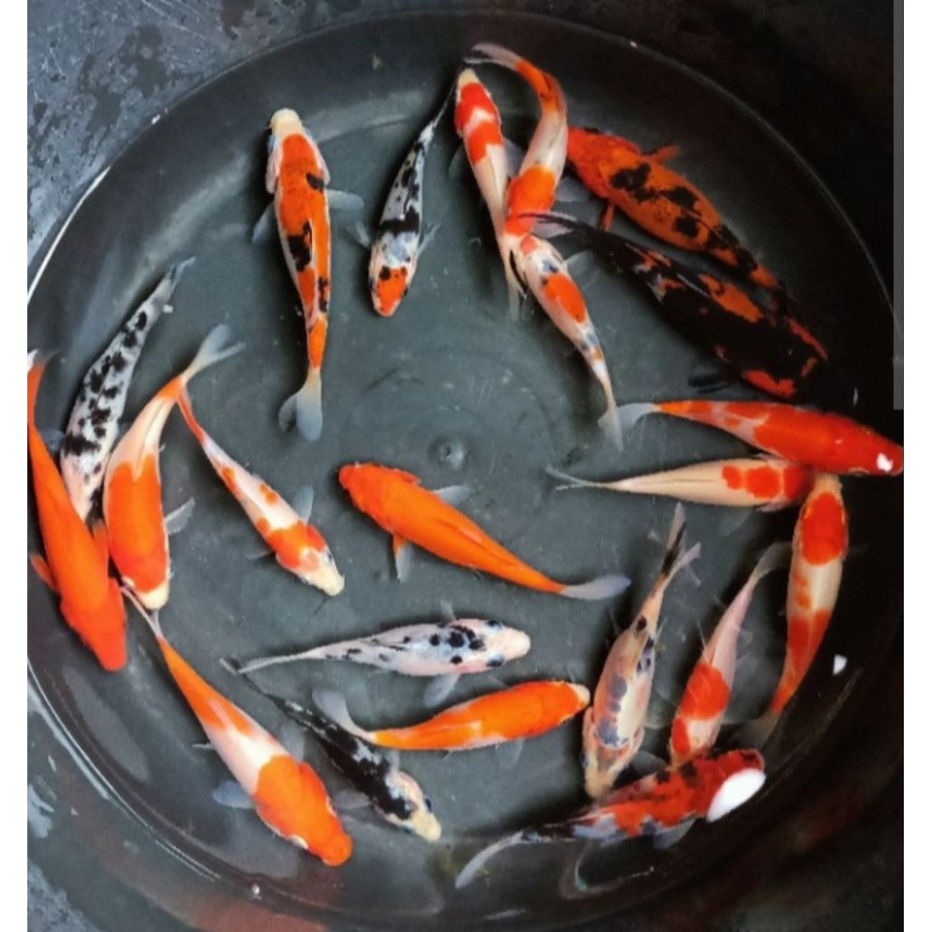 TERLARIS,Bibit IKAN Koi (Blitar) Grade A 6-8 CM