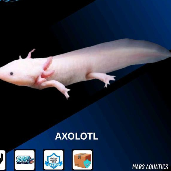 New Ikan Hias Axolotl Leuqistic Salamander