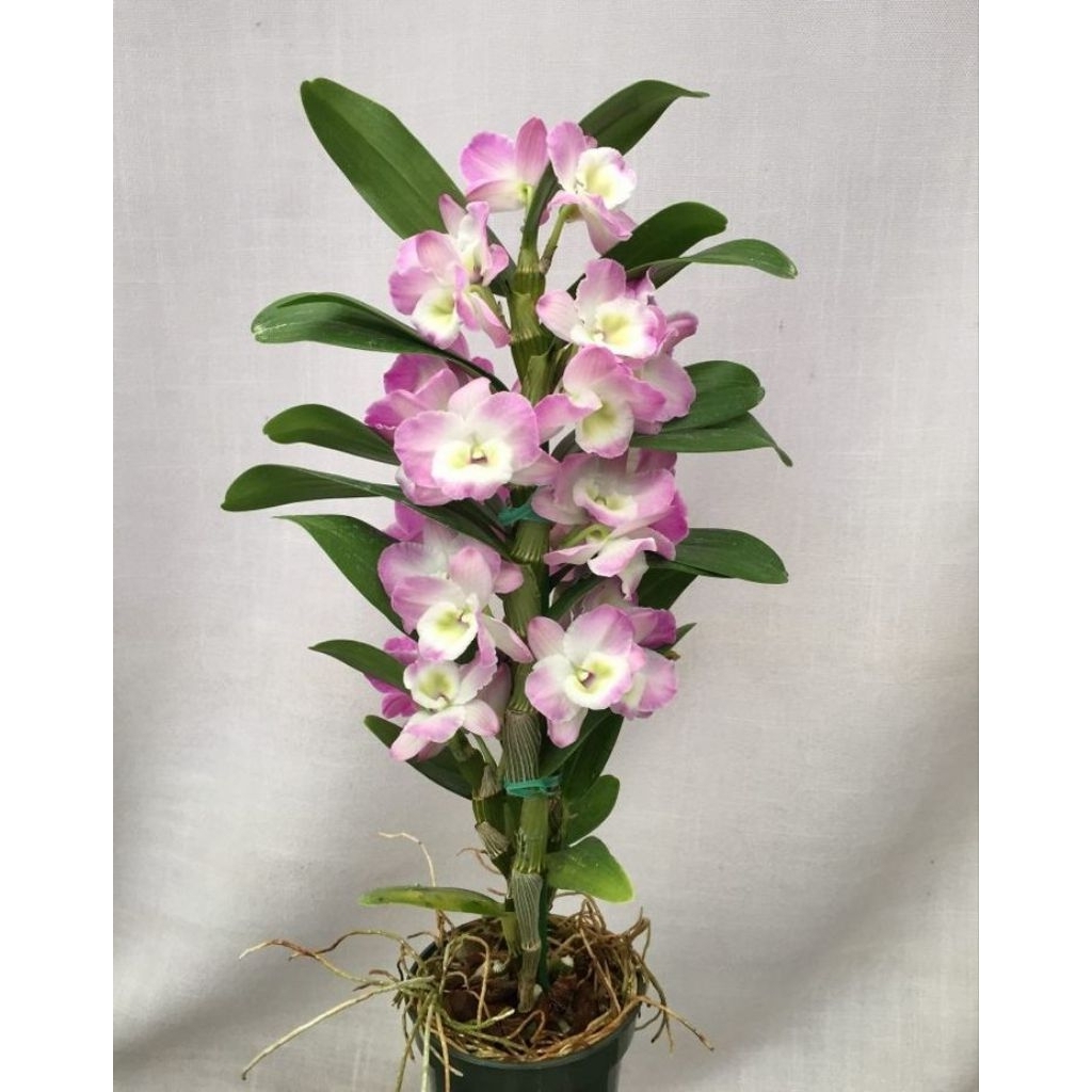 PROMO BIBIT ANGGREK DENDROBIUM-ANGGREK DENDROBIUM