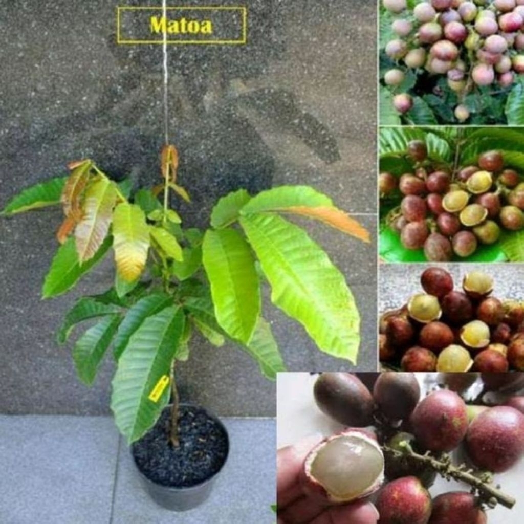 Bibit Matoa Unggul