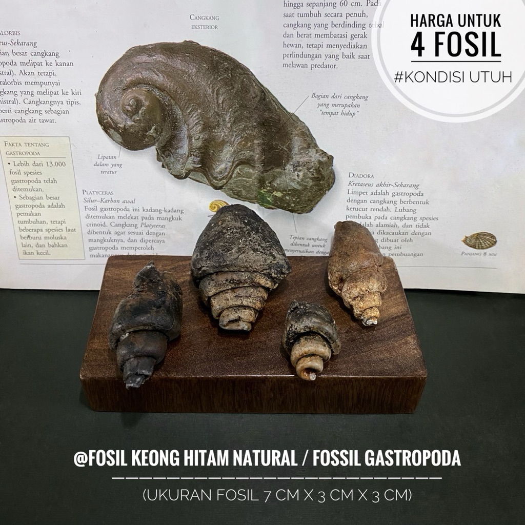 Fosil Keong Purba Hitam A17 atau Fosil Gastropoda atau Fosil Kerang atau Fosil Kol Buntet atau Fossi