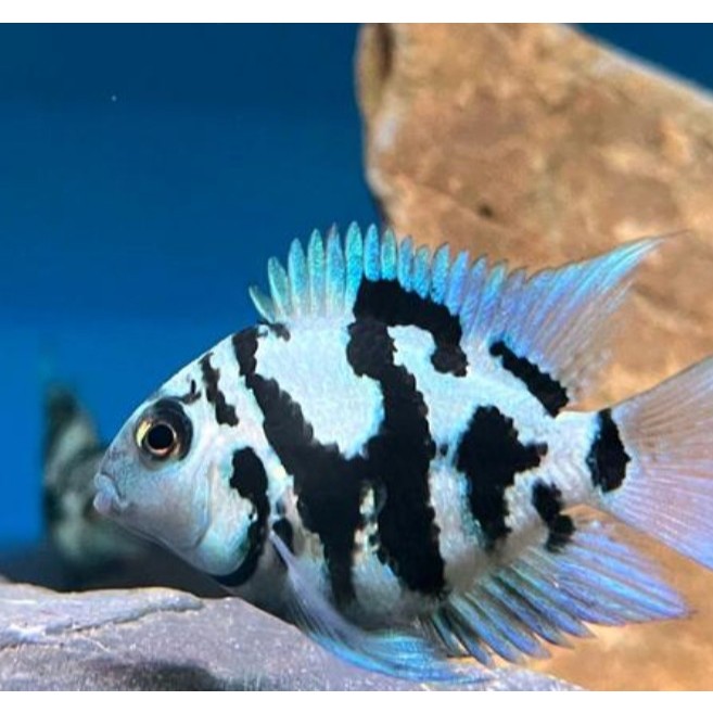 Ikan hias blue polar platinum polar